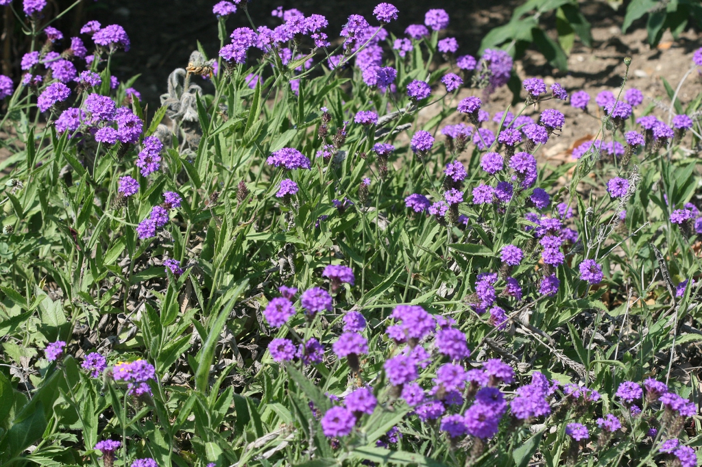 Form