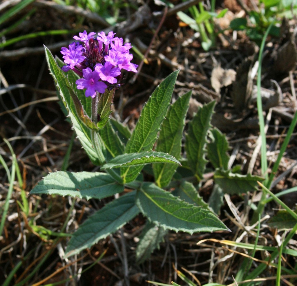 Leaves