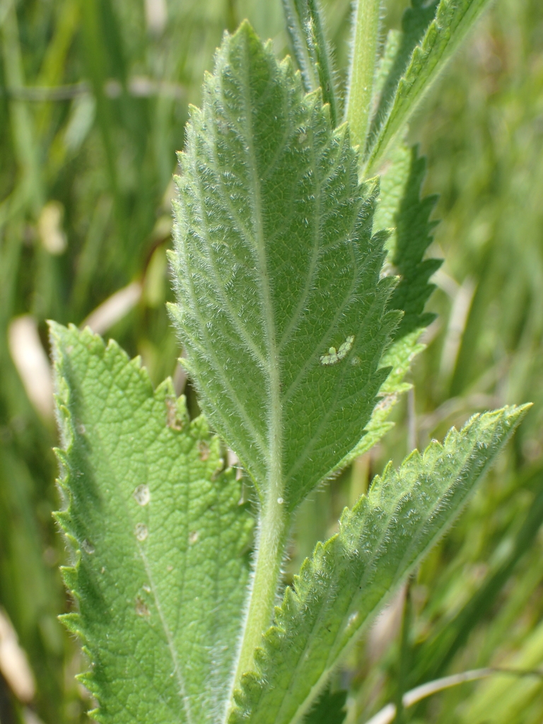 Underside of leaf