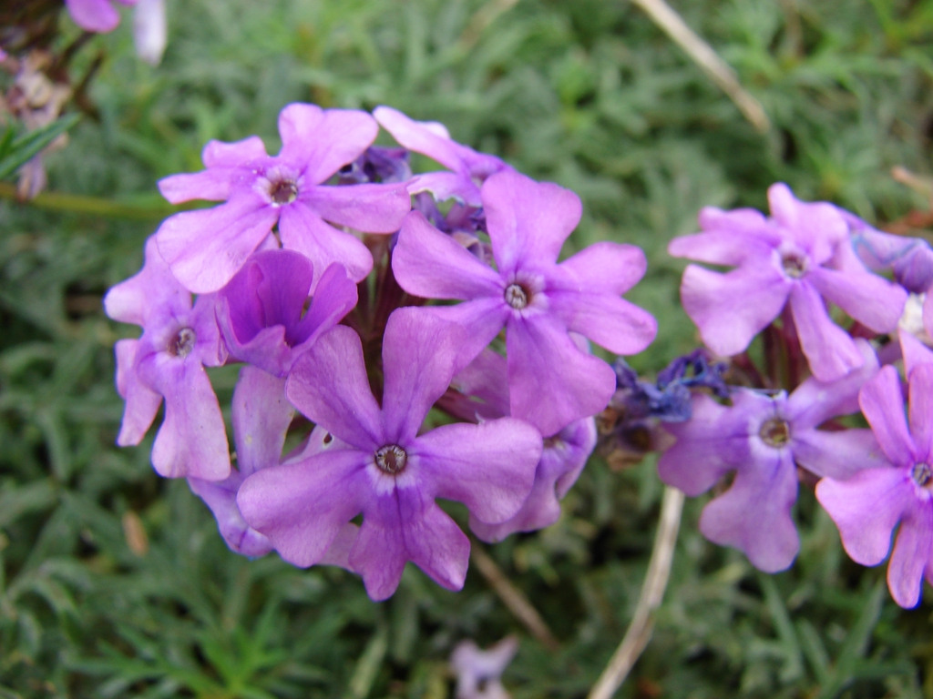 Close up of flower