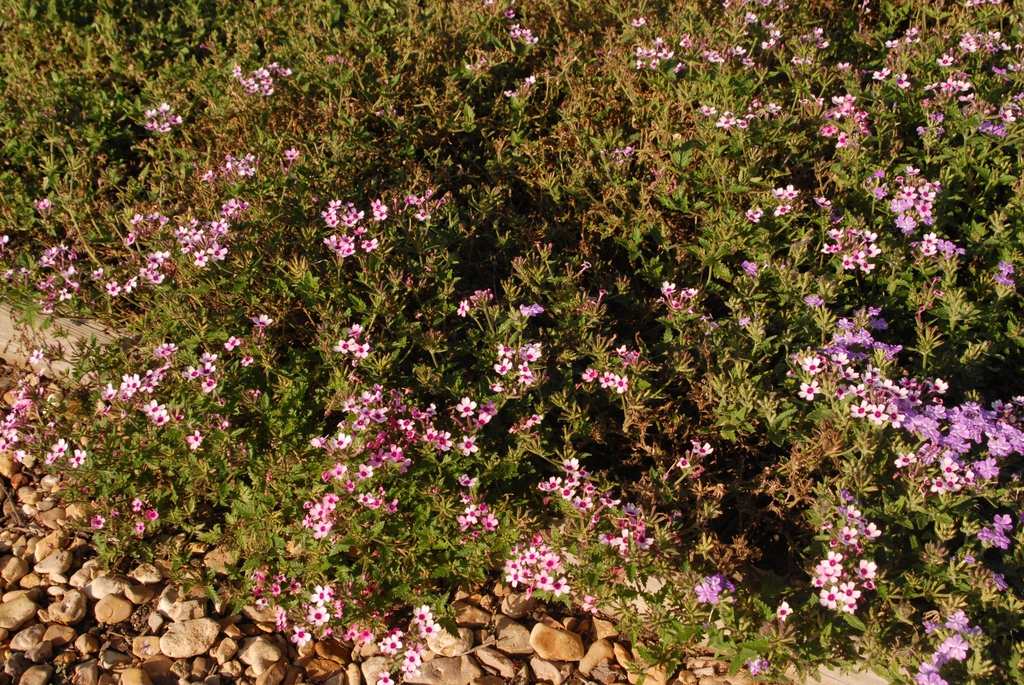 Verbena x Hybrida