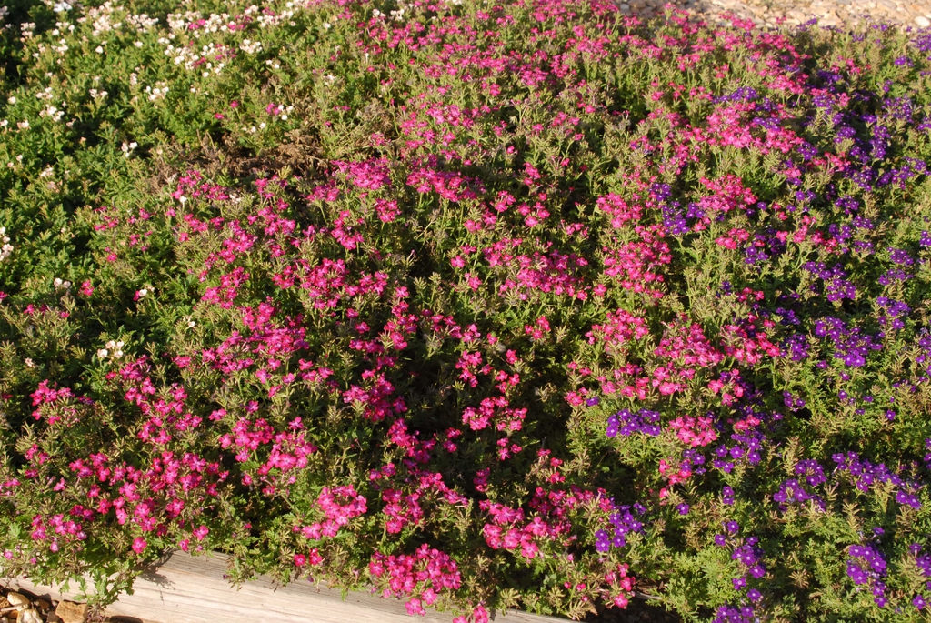 Verbena x Hybrida