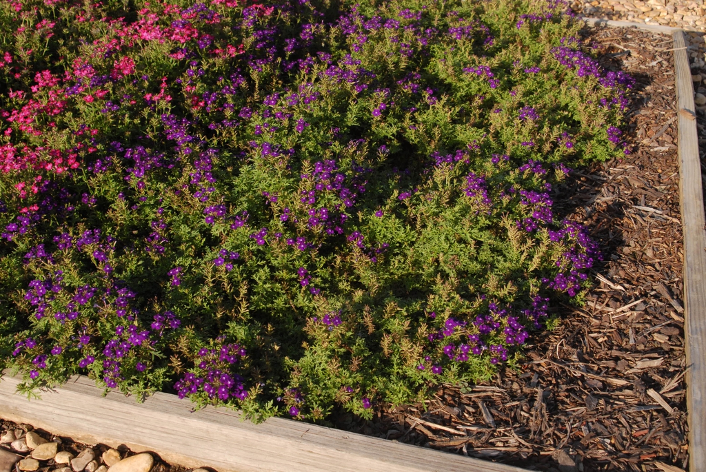 Verbena x Hybrida