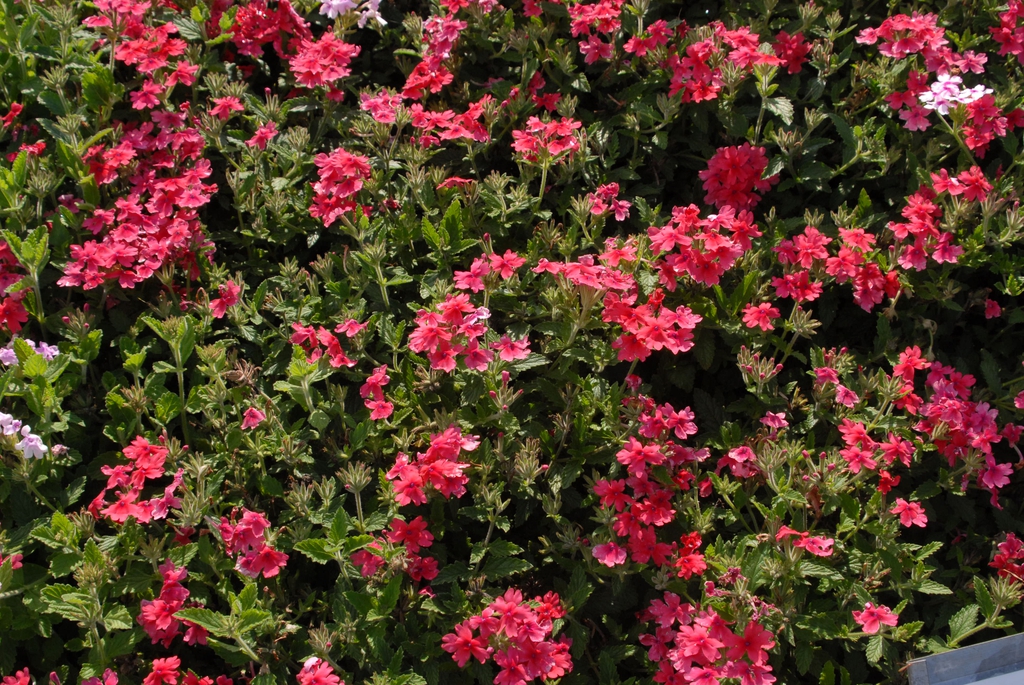 Verbena x Hybrida
