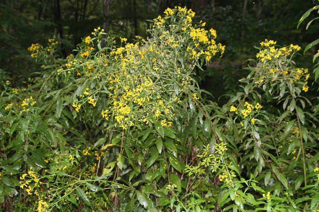 Verbesina alternifolia