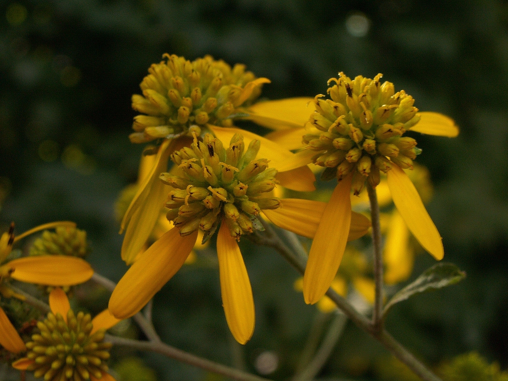 Verbesina alternifolia
