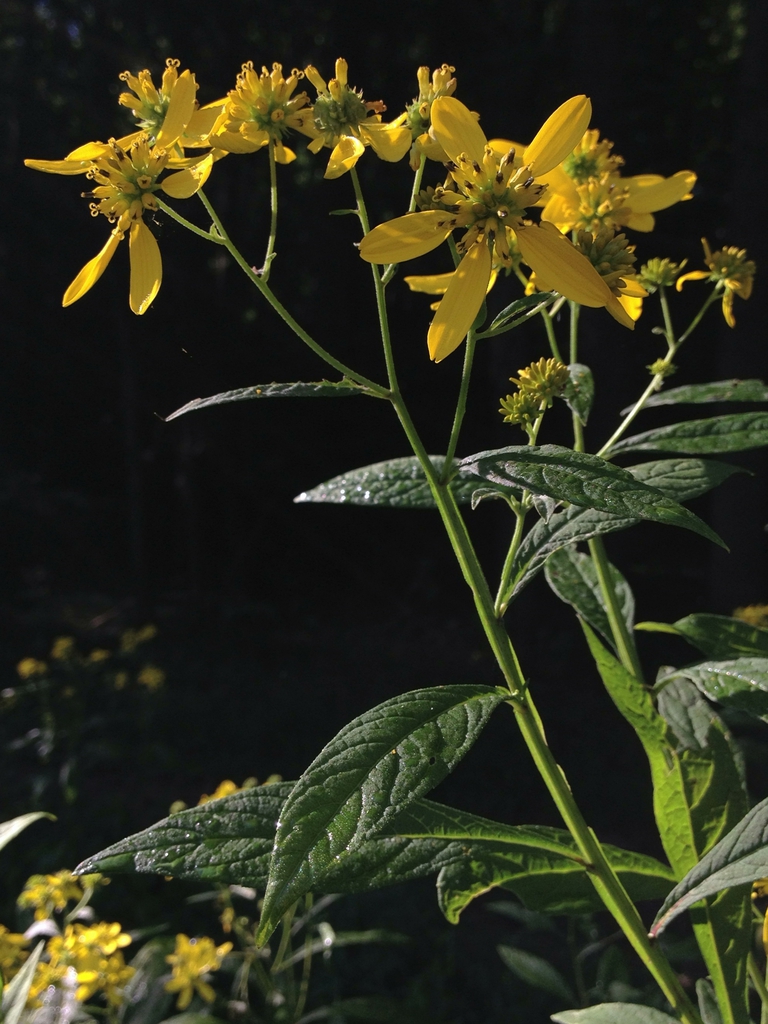 Verbesina alternifolia