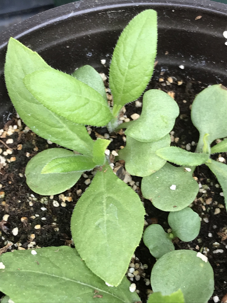 Seedlings