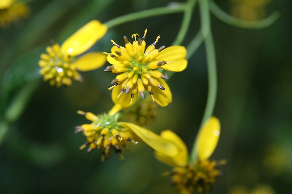 Close up of flower