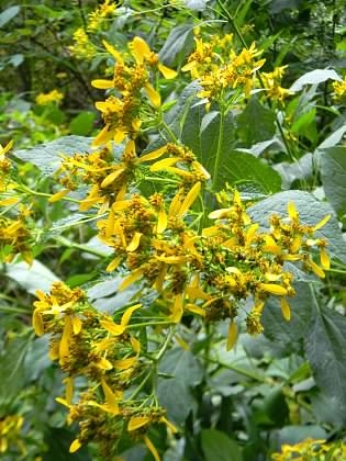 Habit, Buncombe Co. NC, early fall