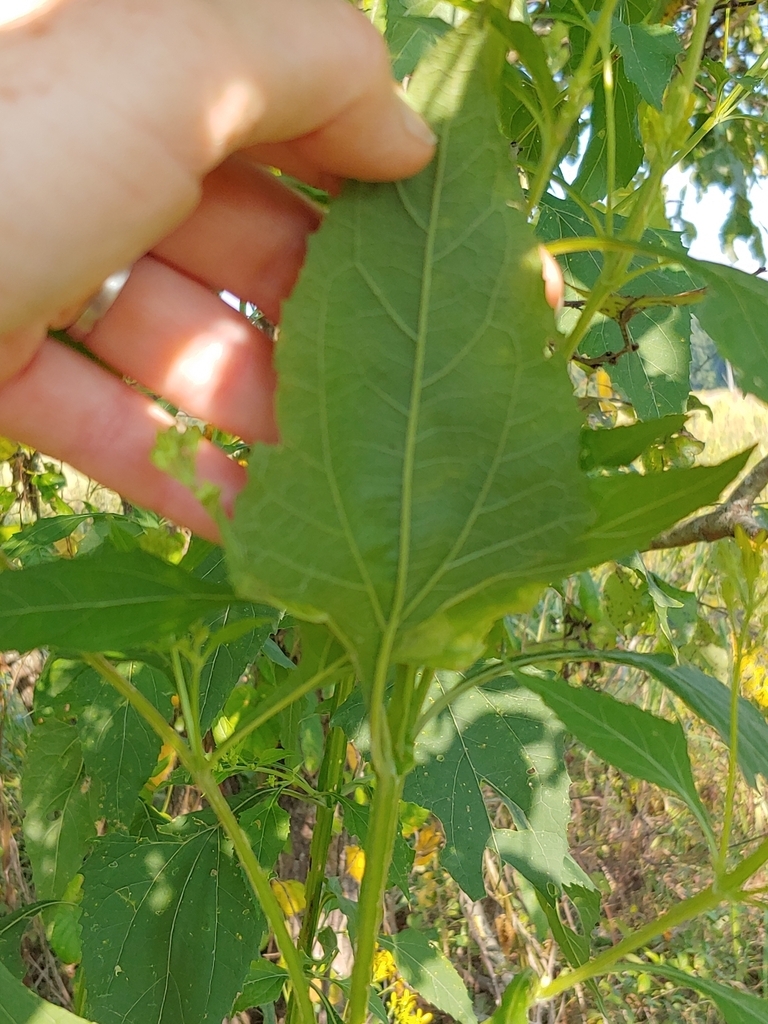 Underside of leaf