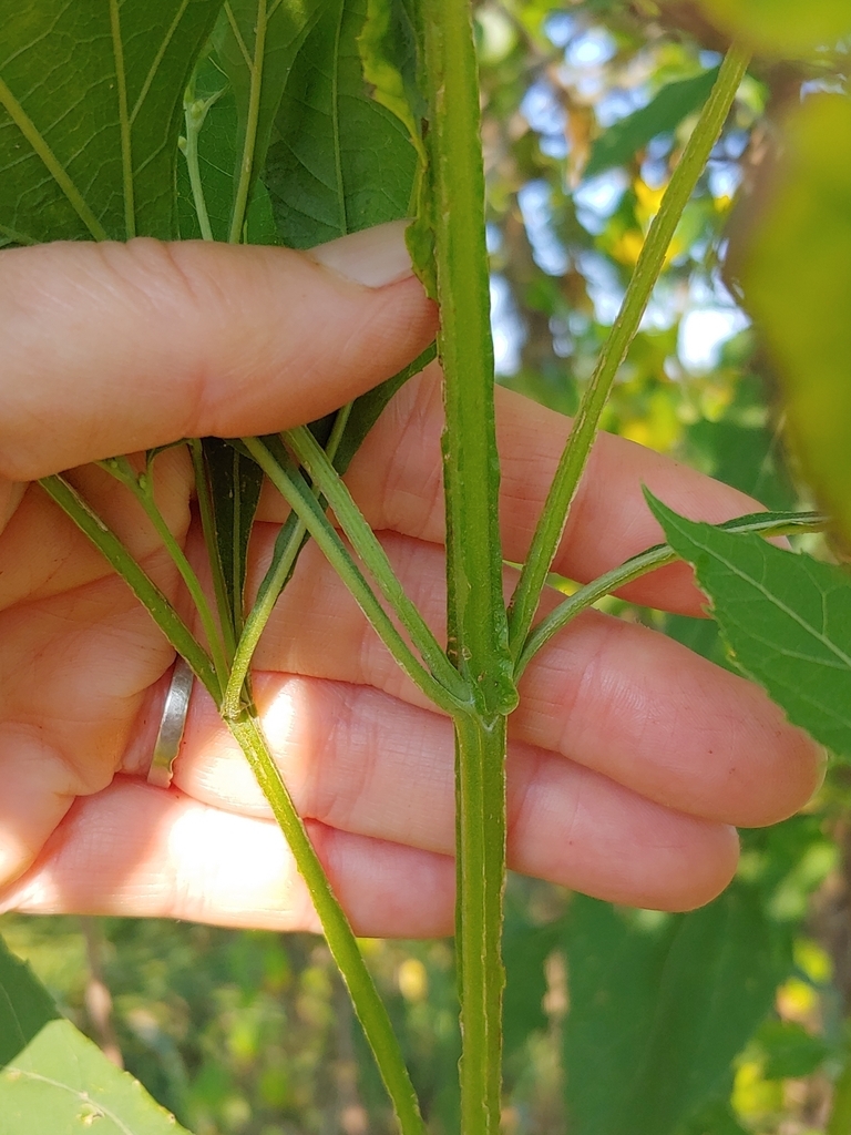 Stem and leaf attachment