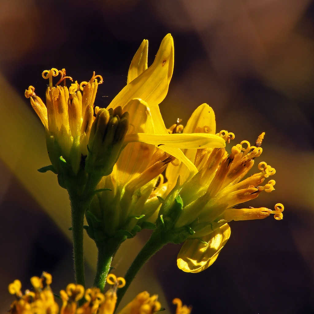 Side view of flower