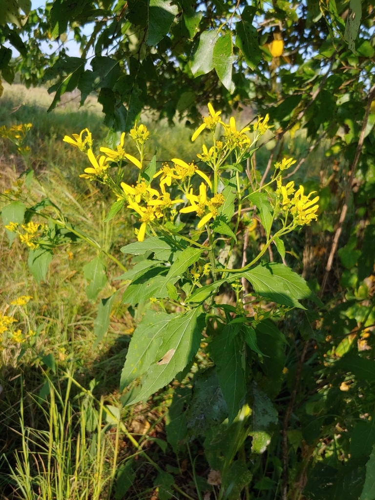 Form in bloom
