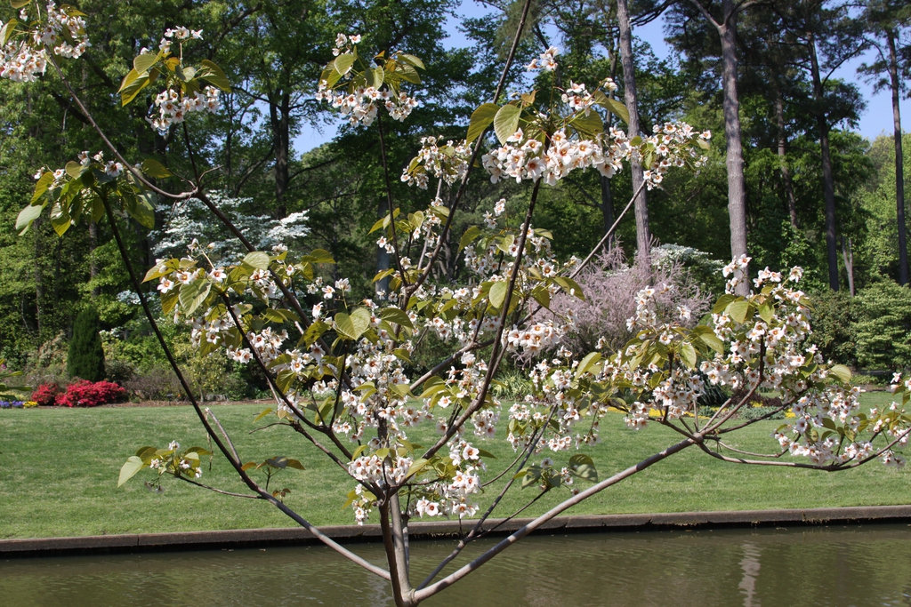 Young cultivated tree with flowers and emerging leaves.