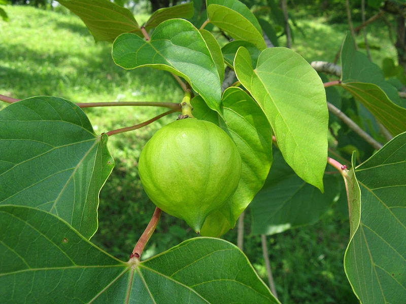 Leafy shoot bearing a green rounded fruit with a pointed end