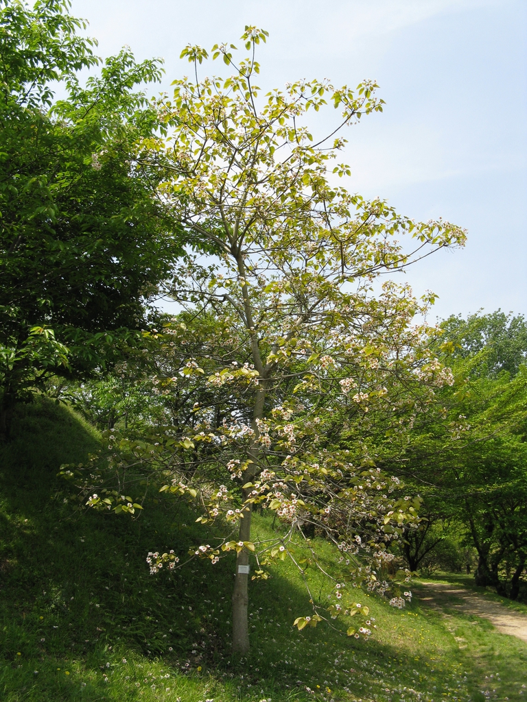 Tree with ovoid crown. Flowers and emerging leaves.