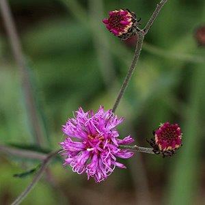 Form
