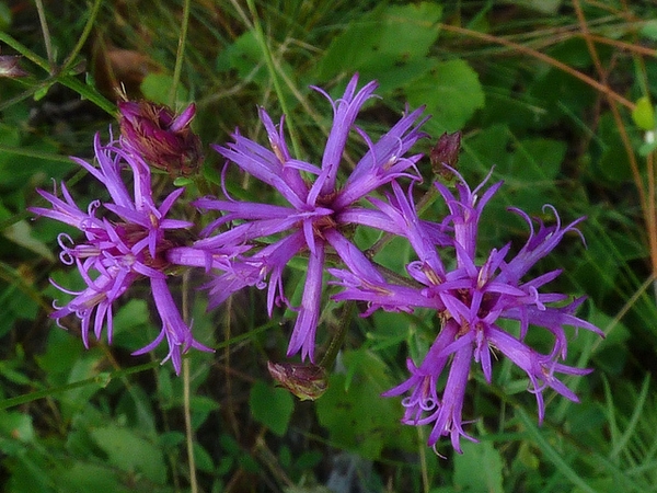 Closeup of purplish flower