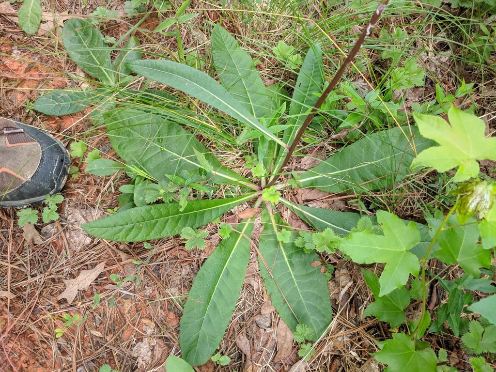 Basal rosette