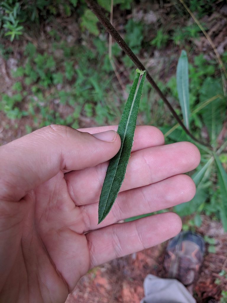 Stem leaf