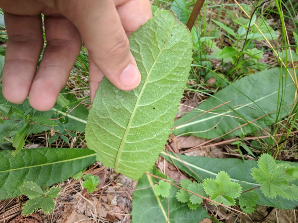 Underside of leaf