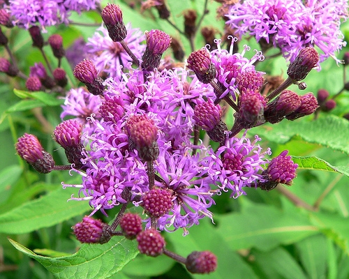 Purple disc flowers