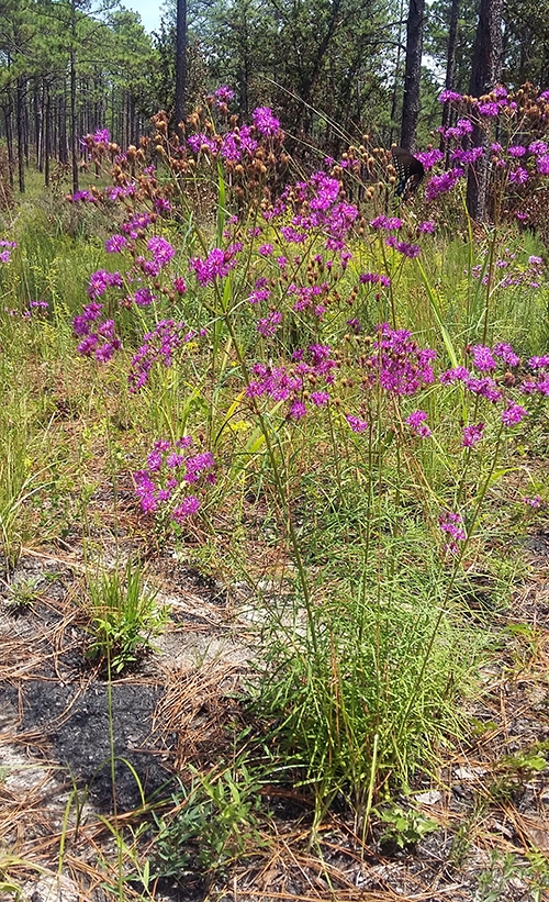 Upright plant with purple flowers.