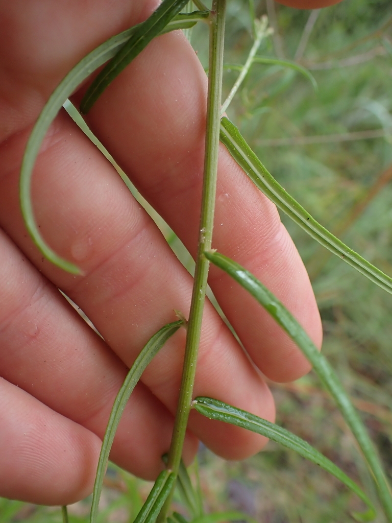 Green stem with narrow alternate leaves
