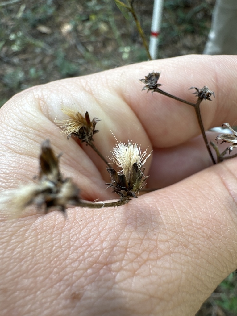 Achenes forming