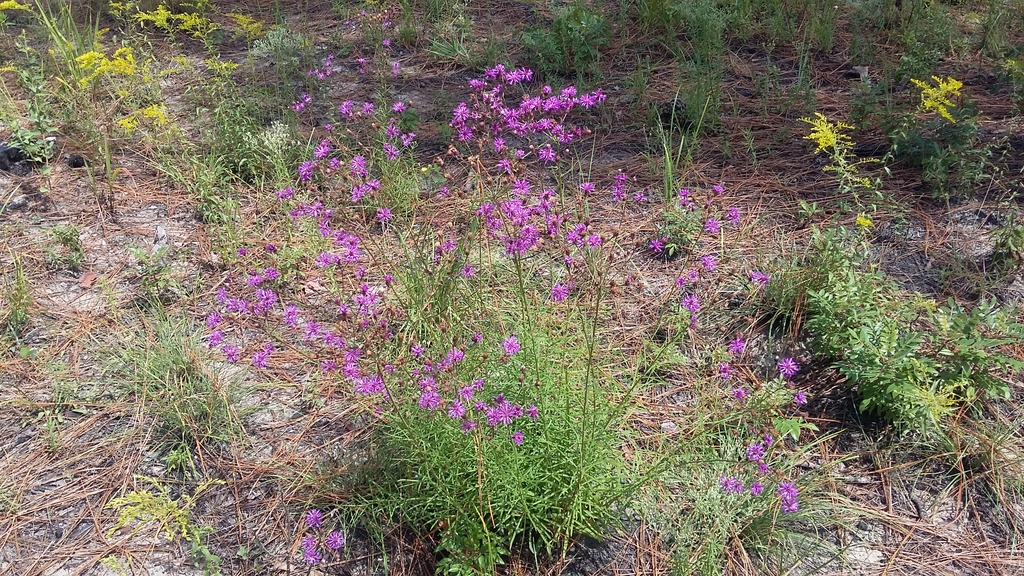 Upright plant with purple flowers.