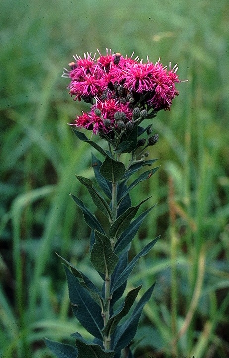 Pink disc flowers and leaves