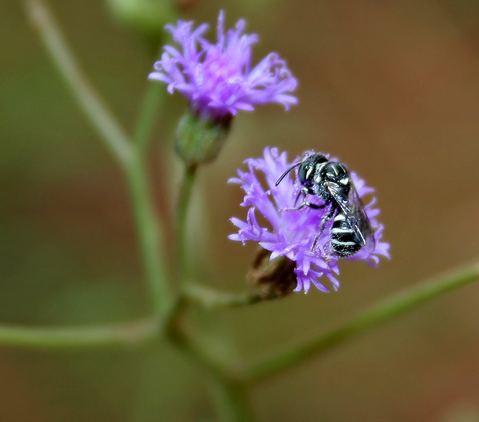 Purple disc flowers with a bee