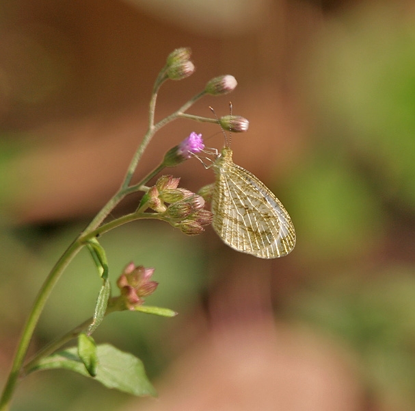 Purple flower with moth