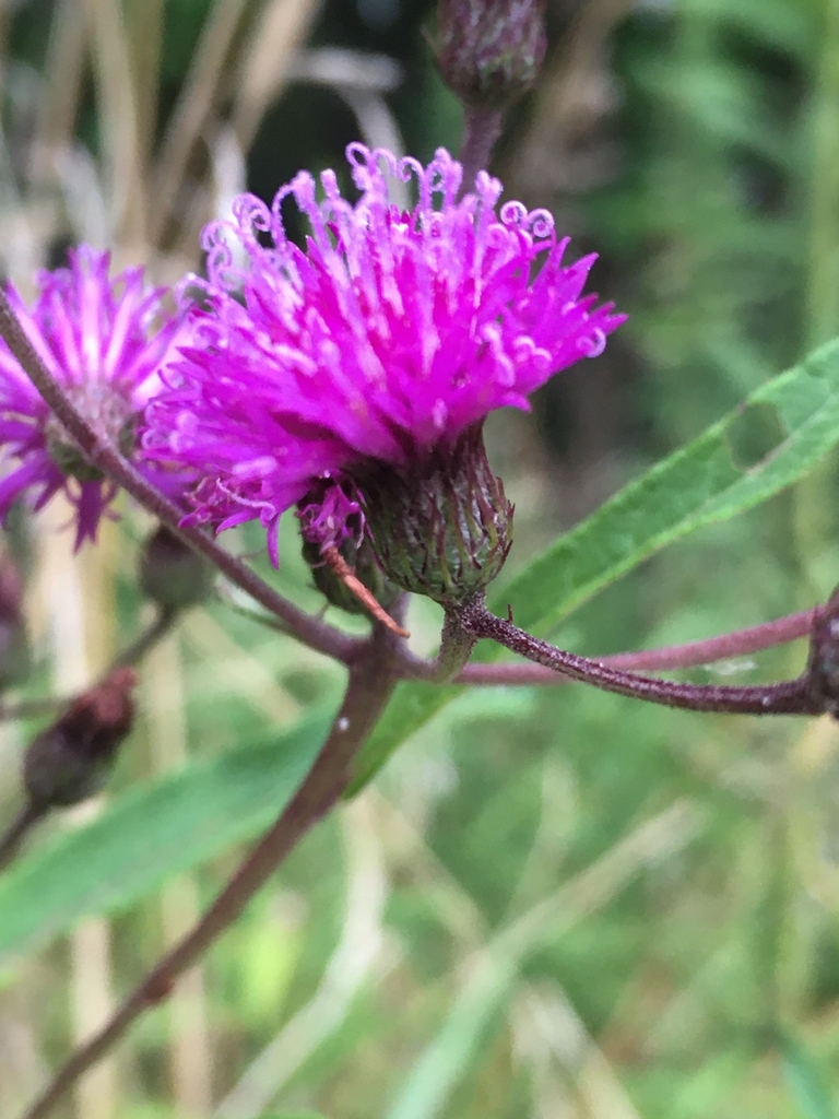 Side view of flower