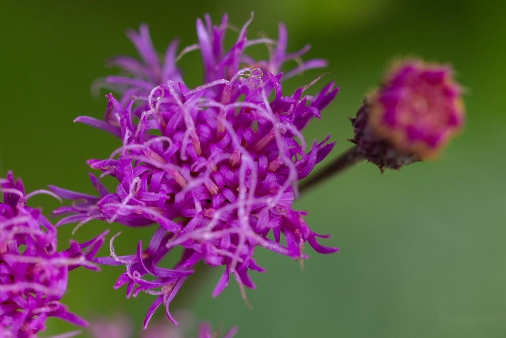 Vernonia glauca