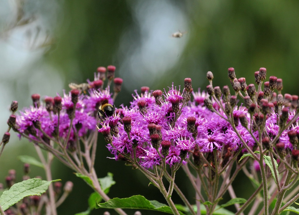 Vernonia glauca