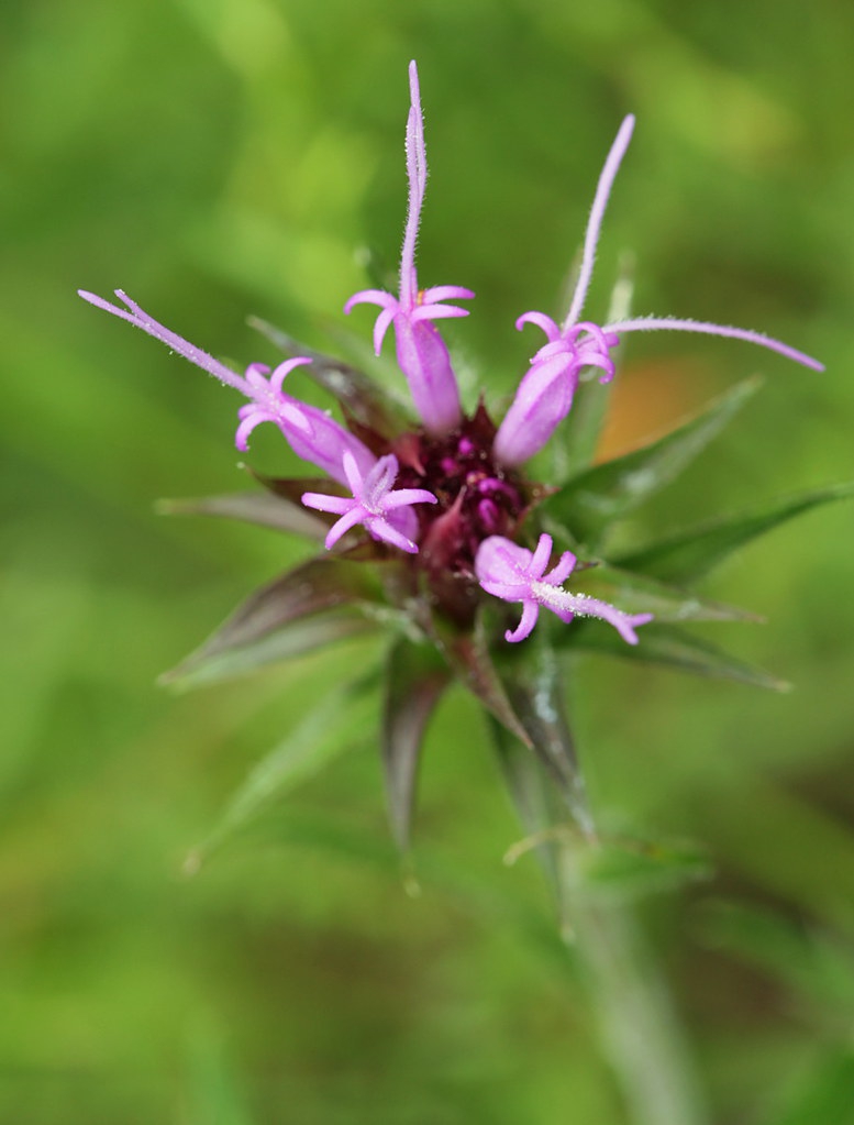 Vernonia glauca