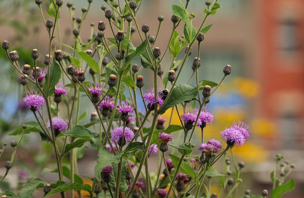 Vernonia glauca