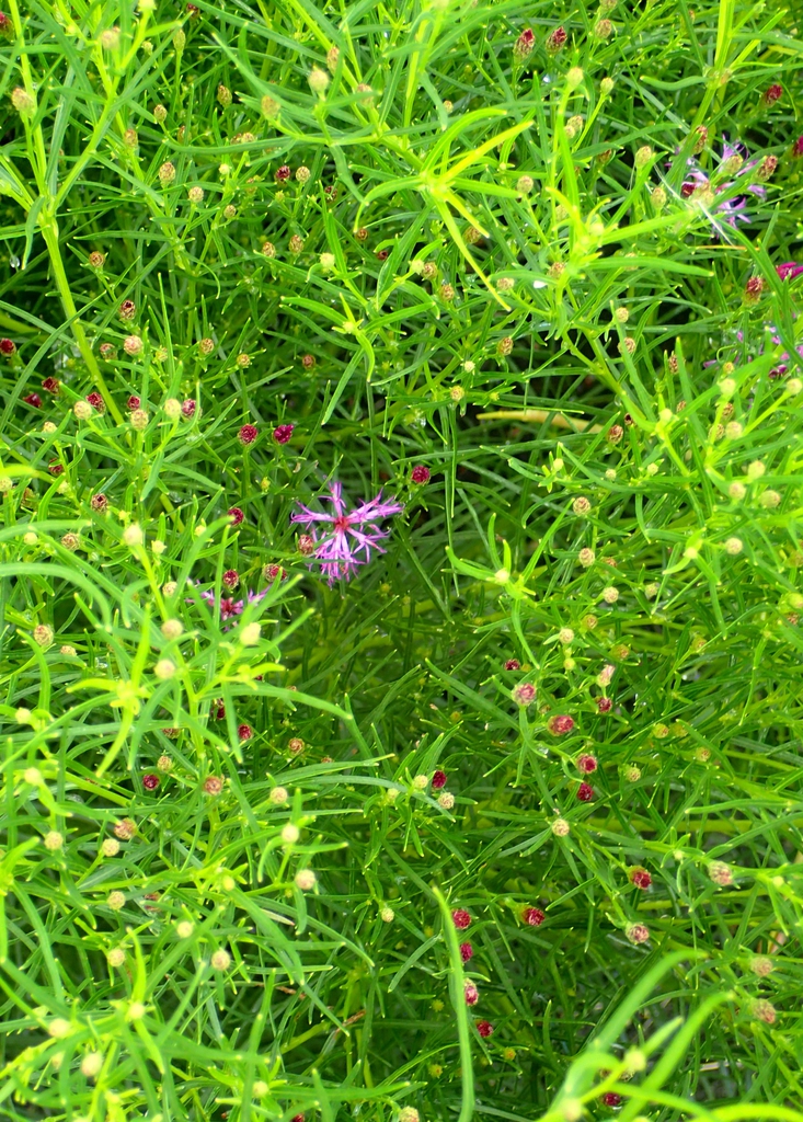 Vernonia lettermanii