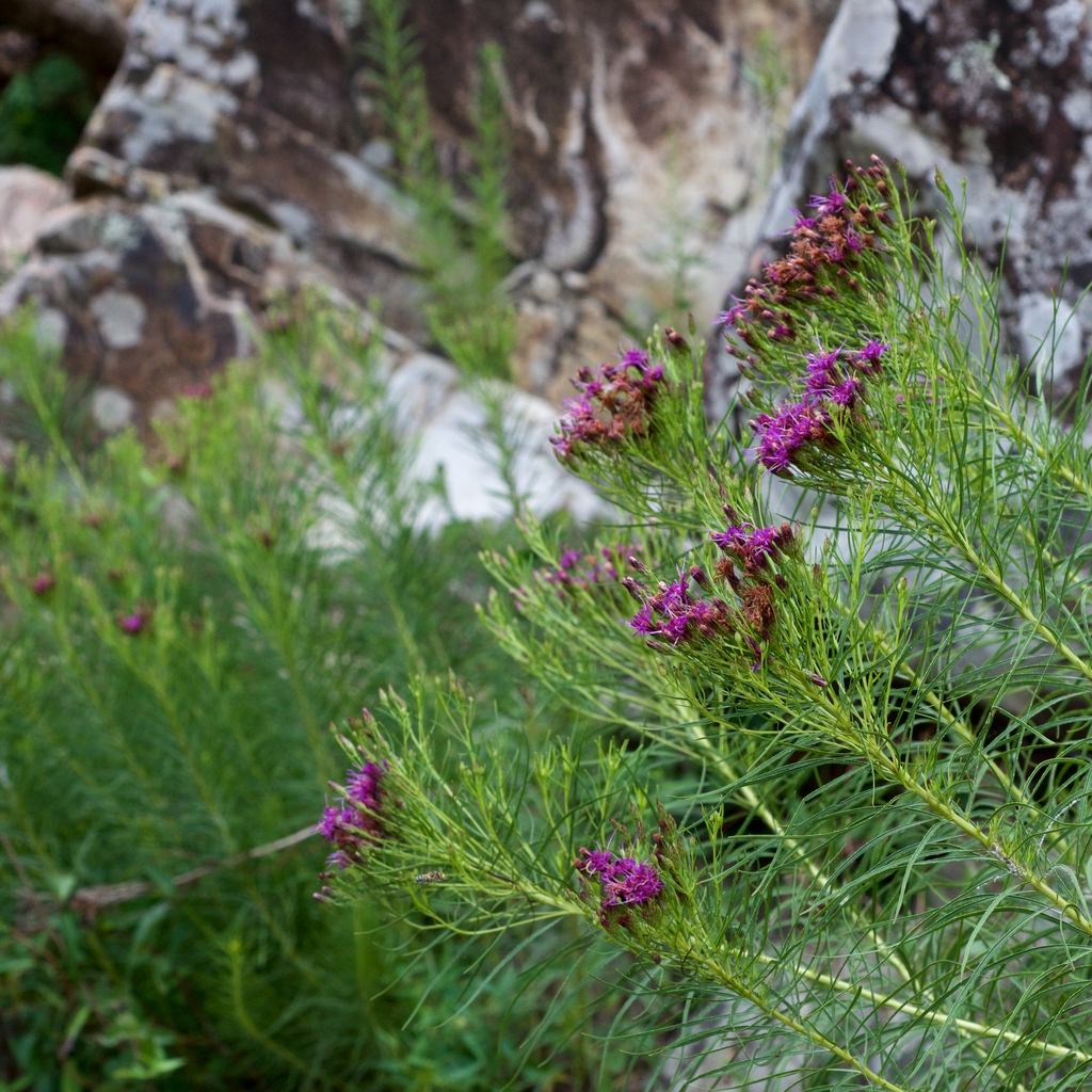 Form