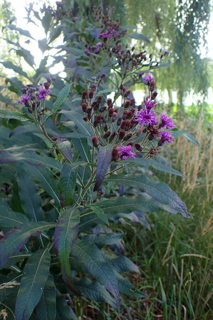 Form