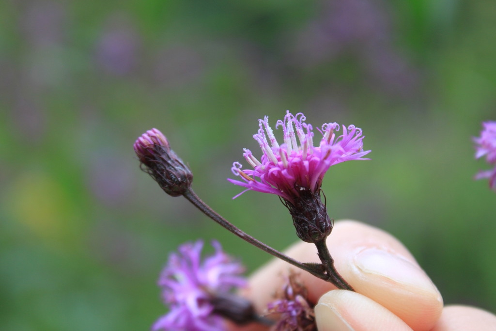 Side view of flower