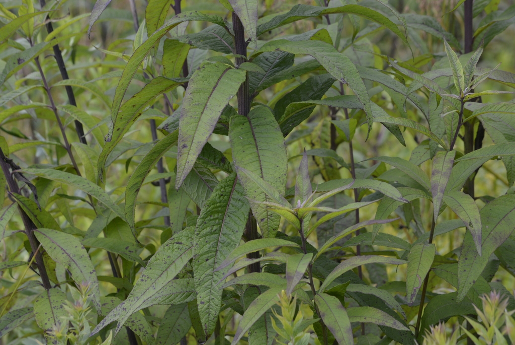 Leaves