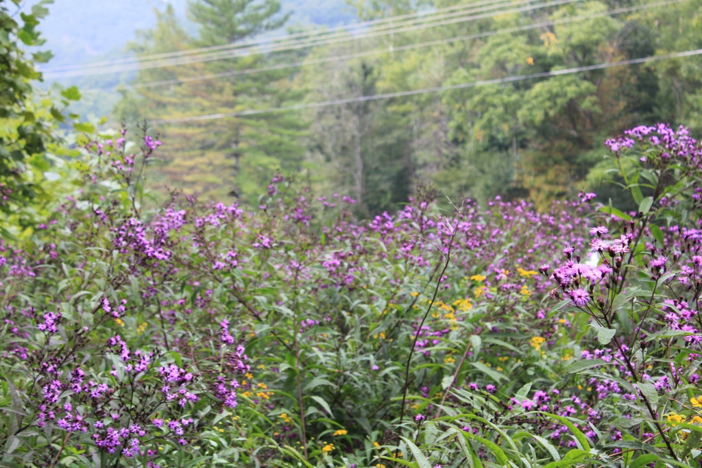 Native habitat