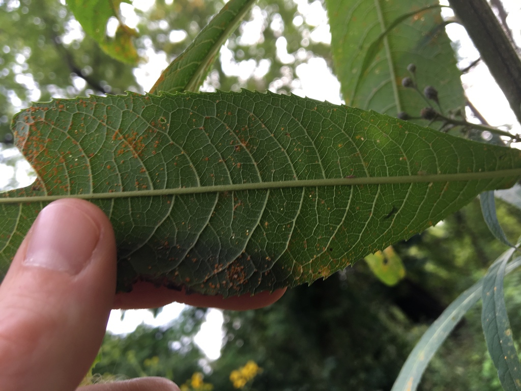 Underside of leaf