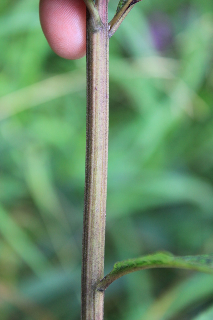Stem