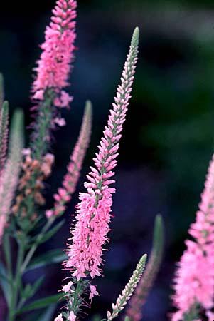 Veronica spp.