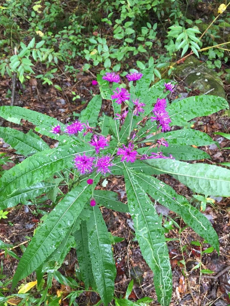 form, Great Smokey Mts National Park