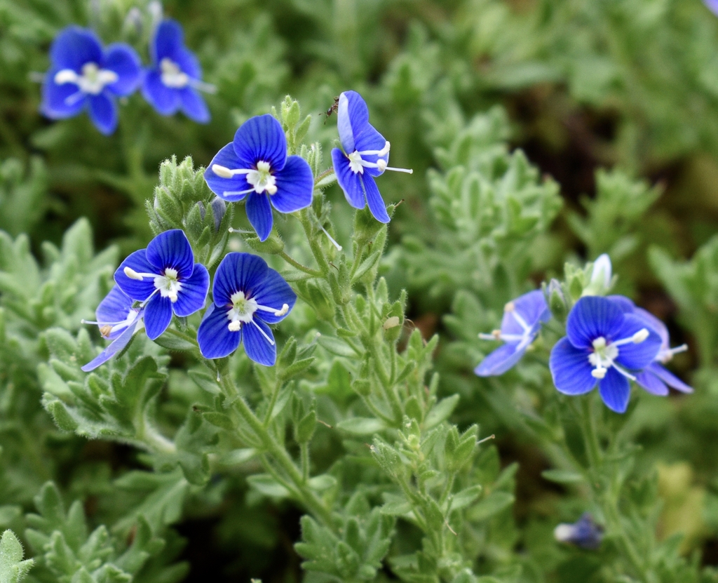 'Tidal Pool' Flowers/Buds/Stems - April 15 - Wake Co., NC